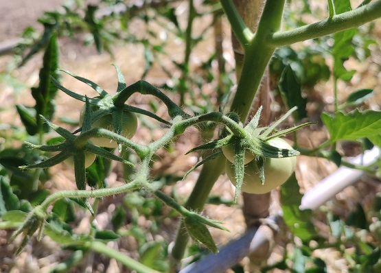 varietats agricoles2
