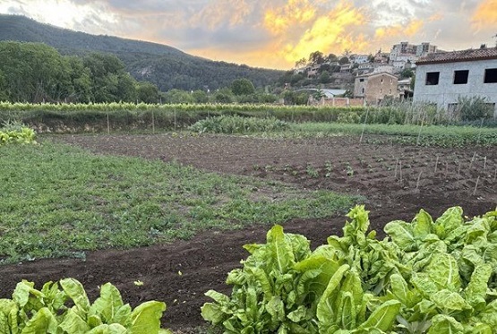 vinyes 1